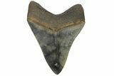Fossil Megalodon Tooth - Colorful Enamel #180978-2